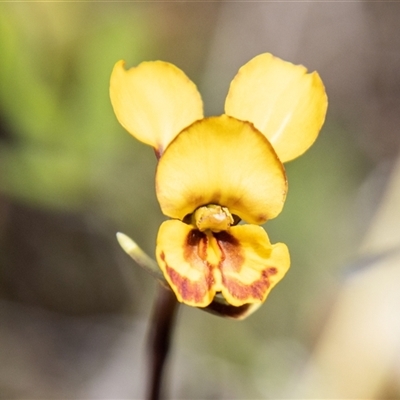 Diuris semilunulata (Late Leopard Orchid) at Rendezvous Creek, ACT - 22 Nov 2024 by SWishart