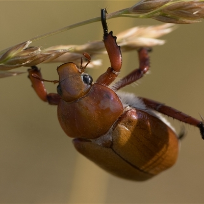 Anoplognathus montanus (Montane Christmas beetle) at Dunlop, ACT - 24 Nov 2024 by patrickcox