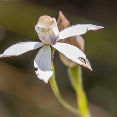 Caladenia moschata (Musky Caps) at Rendezvous Creek, ACT - 22 Nov 2024 by SWishart