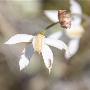 Caladenia moschata at Rendezvous Creek, ACT - 22 Nov 2024