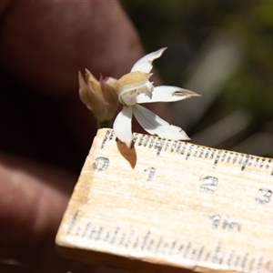 Caladenia moschata at Rendezvous Creek, ACT - 22 Nov 2024