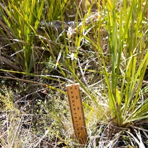 Caladenia moschata at Rendezvous Creek, ACT - 22 Nov 2024