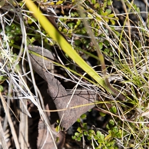 Caladenia moschata at Rendezvous Creek, ACT - 22 Nov 2024