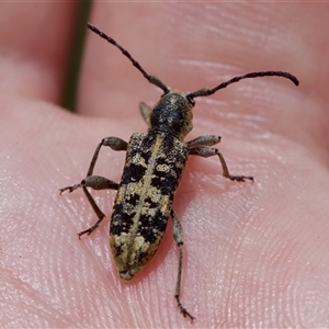 Pempsamacra dispersa at Bungonia, NSW - 17 Nov 2024 12:10 PM