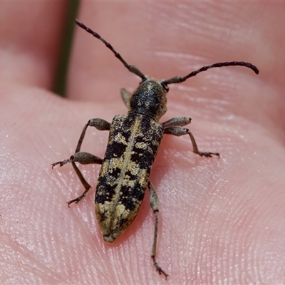 Pempsamacra dispersa (Longhorn beetle) at Bungonia, NSW - 17 Nov 2024 by KorinneM