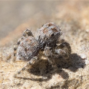 Maratus plumosus at Uriarra Village, ACT by patrickcox