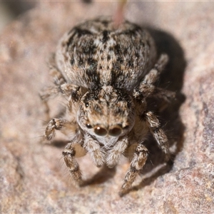 Maratus plumosus at Uriarra Village, ACT by patrickcox