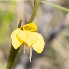 Diuris chryseopsis at Rendezvous Creek, ACT - 22 Nov 2024 by SWishart