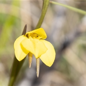 Diuris monticola at Rendezvous Creek, ACT - 22 Nov 2024