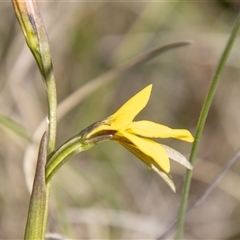 Diuris monticola at Rendezvous Creek, ACT - 22 Nov 2024