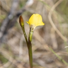 Diuris monticola at Rendezvous Creek, ACT - suppressed