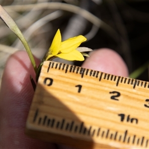 Diuris monticola at Rendezvous Creek, ACT - suppressed