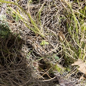 Diuris monticola at Rendezvous Creek, ACT - suppressed