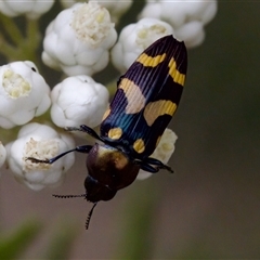 Castiarina oblita (a jewel beetle) at Bungonia, NSW - 17 Nov 2024 by KorinneM