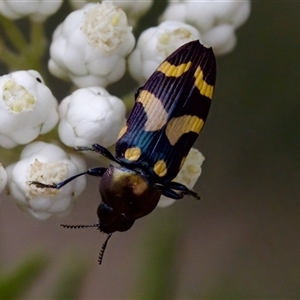 Castiarina oblita at Bungonia, NSW - 17 Nov 2024