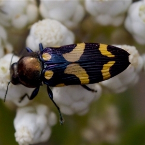 Castiarina oblita at Bungonia, NSW - 17 Nov 2024