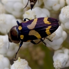 Castiarina oblita at Bungonia, NSW - 17 Nov 2024 12:14 PM