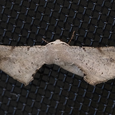 Circopetes obtusata (Grey Twisted Moth) at Duffy, ACT - 20 Nov 2024 by patrickcox