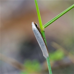 Scieropepla polyxesta at Uriarra Village, ACT - 22 Nov 2024 by DPRees125