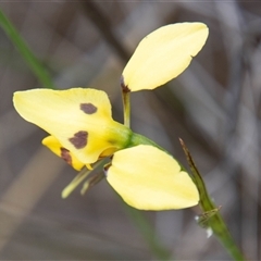 Diuris chryseopsis at Rendezvous Creek, ACT - 22 Nov 2024 by SWishart