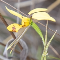 Diuris sulphurea at Rendezvous Creek, ACT - suppressed