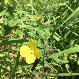 Ludwigia octovalvis at Parramatta Park, QLD - 6 Nov 2024 11:09 AM