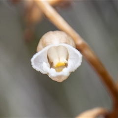 Gastrodia sesamoides (Cinnamon Bells) at Rendezvous Creek, ACT - 22 Nov 2024 by SWishart