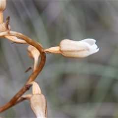 Gastrodia sesamoides at Rendezvous Creek, ACT - suppressed