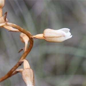 Gastrodia sesamoides at Rendezvous Creek, ACT - 22 Nov 2024