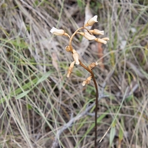 Gastrodia sesamoides at Rendezvous Creek, ACT - suppressed