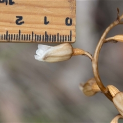 Gastrodia sesamoides at Rendezvous Creek, ACT - suppressed