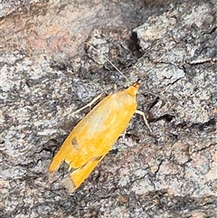 Endeolena aurinatella (Wingia Group) at Bungendore, NSW - 24 Nov 2024 by clarehoneydove