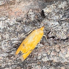 Unidentified Moth (Lepidoptera) at Bungendore, NSW - 24 Nov 2024 by clarehoneydove