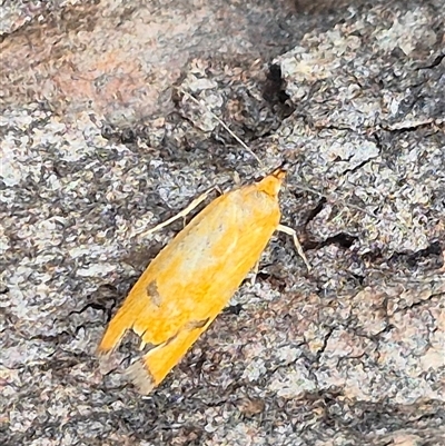 Unidentified Moth (Lepidoptera) at Bungendore, NSW - 24 Nov 2024 by clarehoneydove