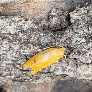 Endeolena aurinatella at Bungendore, NSW - suppressed