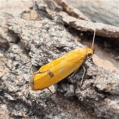 Endeolena aurinatella at Bungendore, NSW - suppressed