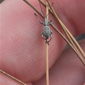 Merimnetes oblongus at Bungendore, NSW - suppressed