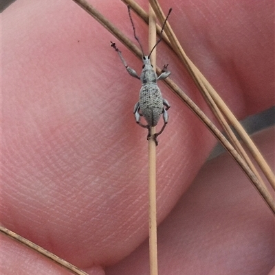 Merimnetes oblongus (Radiata pine shoot weevil) at Bungendore, NSW - 24 Nov 2024 by clarehoneydove