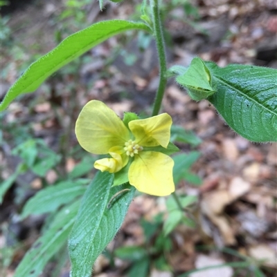 Ludwigia octovalvis (willow primrose) at Redlynch, QLD - 13 Nov 2024 by JasonPStewartNMsnc2016