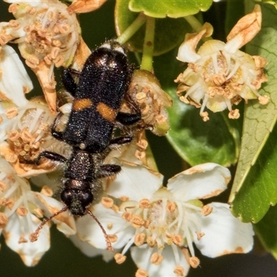 Eleale pulchra (Clerid beetle) at Nicholls, ACT - 1 Nov 2024 by AlisonMilton