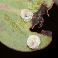 Glycaspis sp. (genus) (Unidentified sugary lerp) at Nicholls, ACT - 1 Nov 2024 by AlisonMilton