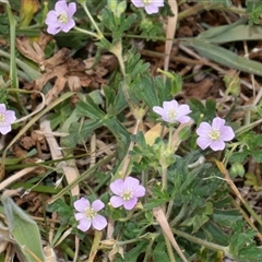 Erodium crinitum at Nicholls, ACT - 1 Nov 2024 by AlisonMilton