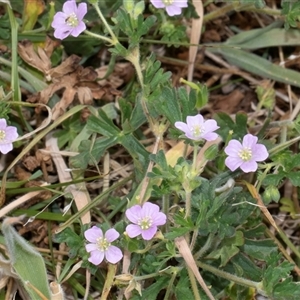 Geranium solanderi var. solanderi at Nicholls, ACT - 1 Nov 2024 12:20 PM