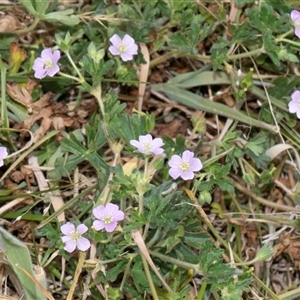 Geranium solanderi var. solanderi at Nicholls, ACT - 1 Nov 2024 12:20 PM