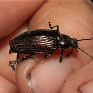 Homotrysis cisteloides (Darkling beetle) at Nicholls, ACT by AlisonMilton