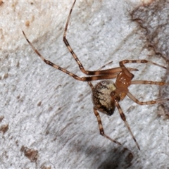 Unidentified Other web-building spider at Nicholls, ACT - 31 Oct 2024 by AlisonMilton