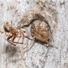 Unidentified Other web-building spider at Nicholls, ACT - 31 Oct 2024 by AlisonMilton