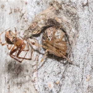 Cryptachaea veruculata at Nicholls, ACT - 1 Nov 2024 09:56 AM