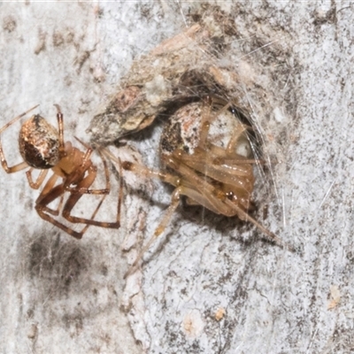 Cryptachaea veruculata (Diamondback comb-footed spider) at Nicholls, ACT - 1 Nov 2024 by AlisonMilton