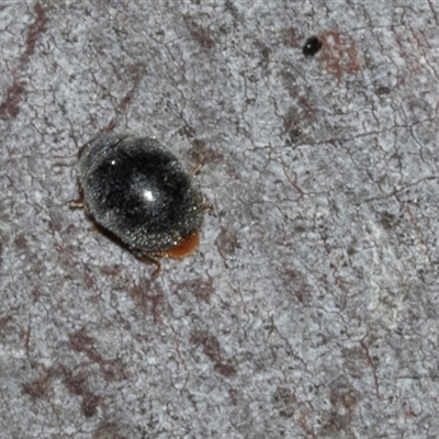 Coccinellidae (family) (Unidentified lady beetle) at Nicholls, ACT - 1 Nov 2024 by AlisonMilton